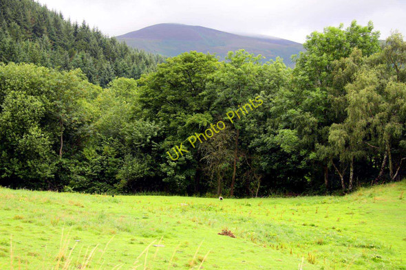 Photo 6"x4" Woodland at Plas Berwyn Pl\u00e2s Berwyn c2010