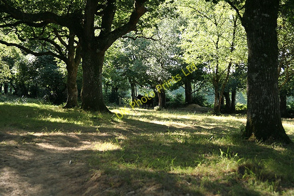 Photo 6"x4" Sampford Courtenay: Fox Covert Belstone Corner c2006