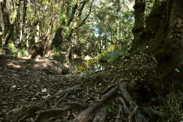 Photo 6"x4" A brook running through Bickleton Wood Bickleton c2010