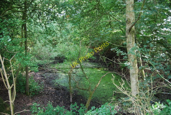 Photo 6"x4" Pond, Longbottom Shaw Winkhurst Green c2010