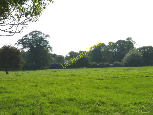 Photo 6"x4" Seamere trees Hingham c2010