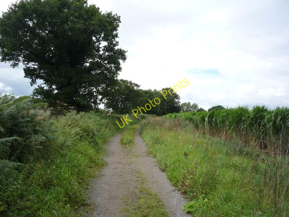 Photo 6"x4" Hagg Lane Youlton c2010