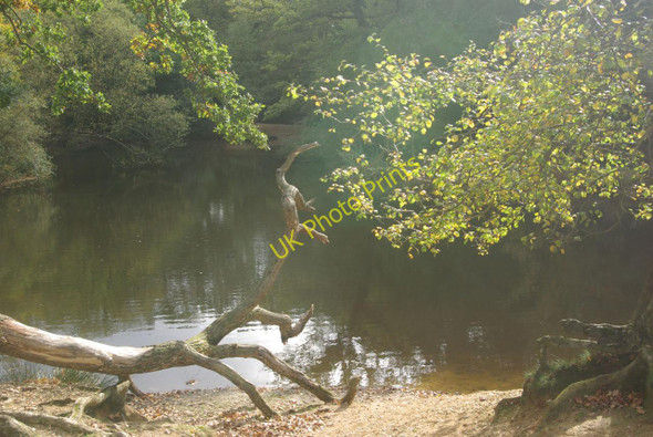 Photo 6"x4" Strawberry Hill Pond Loughton\/TQ4396 c2010