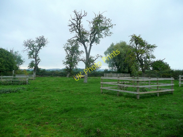 Photo 6"x4" Old orchard at The Hawthorns Pillows Green c2010