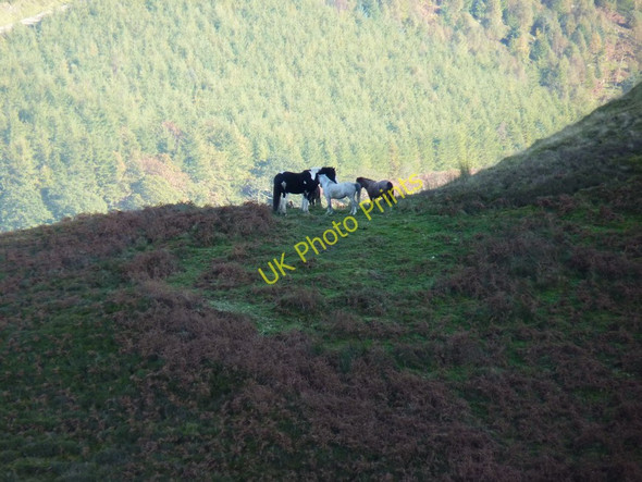 Photo 6"x4" Horses on the side of Maen Du Camlan\/SH8116 c2010