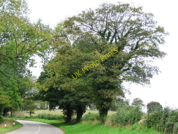 Photo 6"x4" Roadside trees Clipsham c2010