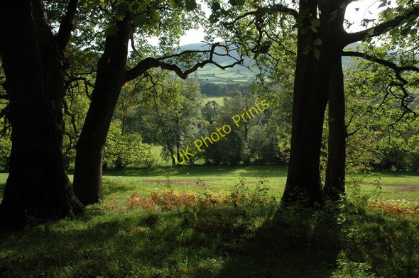 Photo 6"x4" Oak trees in the Vale of Ewyas Groes-lwyd\/SO3222 c2010