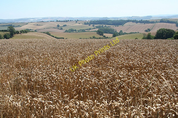 Photo 6"x4" Sandford: above Higher Woolsgrove Newbuildings c2006