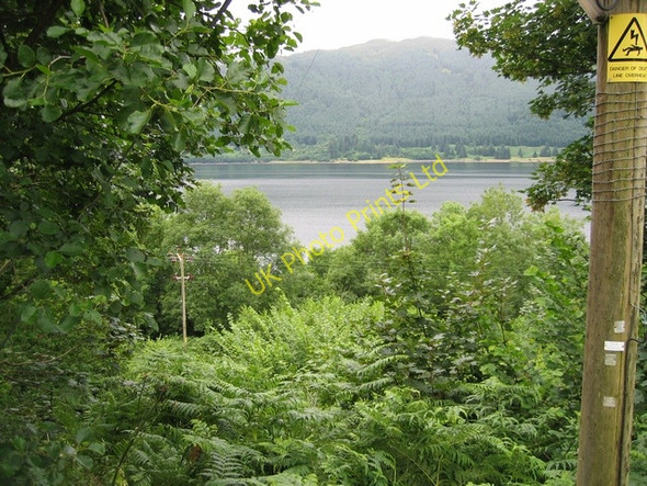 Photo 6"x4" Inverinate woodland Inverinate c2006