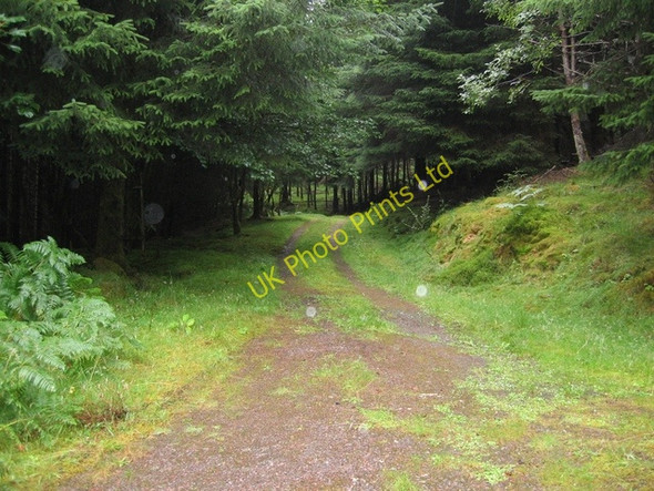 Photo 6"x4" Track in Glenfintaig Forest Stronaba c2006
