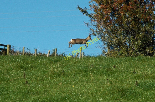 Photo 6"x4" Leaping deer (1) Chapel Hill\/SO5200 c2010