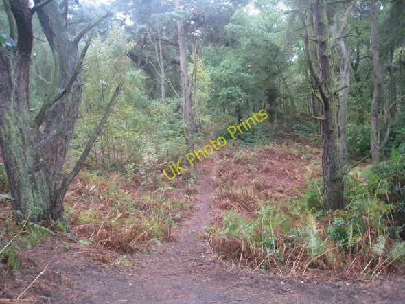 Photo 6"x4" In Twigmoor Woods Greetwell c2010