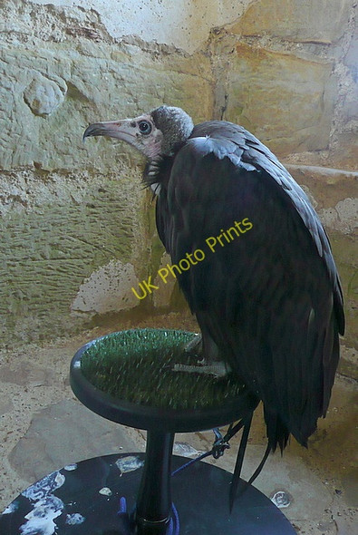 Photo 6"x4" Birds at Bodiam Bodiam c2010
