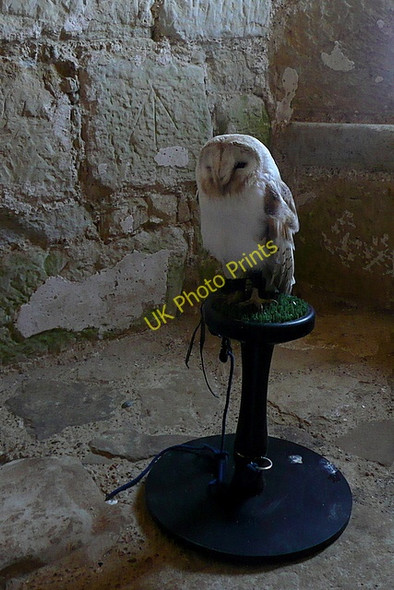 Photo 6"x4" Birds at Bodiam Bodiam c2010