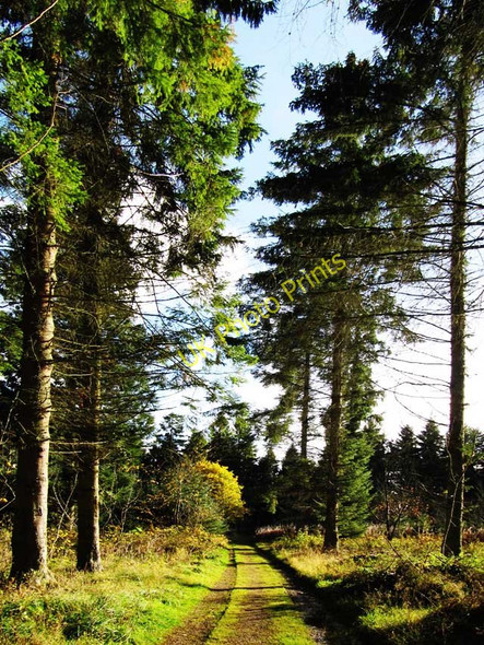 Photo 6"x4" Track and trees in Corehouse Estate Lanark c2010