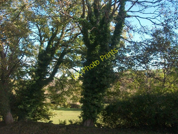 Photo 6"x4" Woodland in the Sarn Gorge Sarn Meyllteyrn c2010