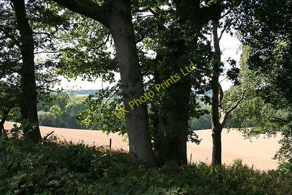 Photo 6"x4" North Tawton: by a copse Burston\/SS7102 c2006