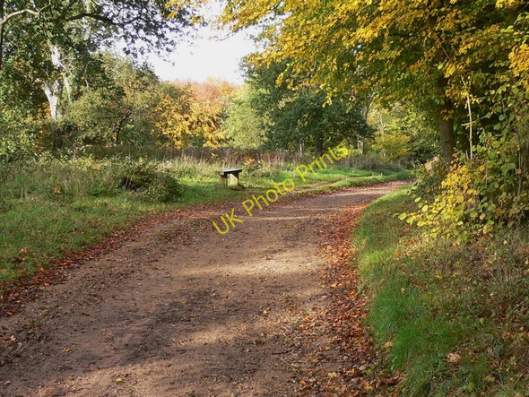 Photo 6"x4" Bench by bridleway on Ranmore Common Polesden Lacey c2010