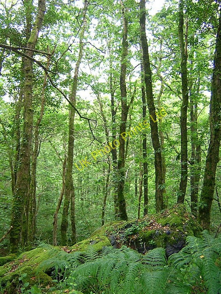 Photo 6"x4" Wood of Cree Dow Lochs c2006