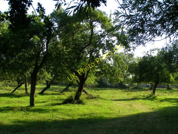 Photo 6"x4" Orchard next to the Abbey Moor Stadium, Glastonbury Glastonbury c2006