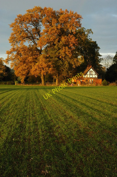 Photo 6"x4" Autumn, Earl's Croome Holly Green\/SO8641 c2010