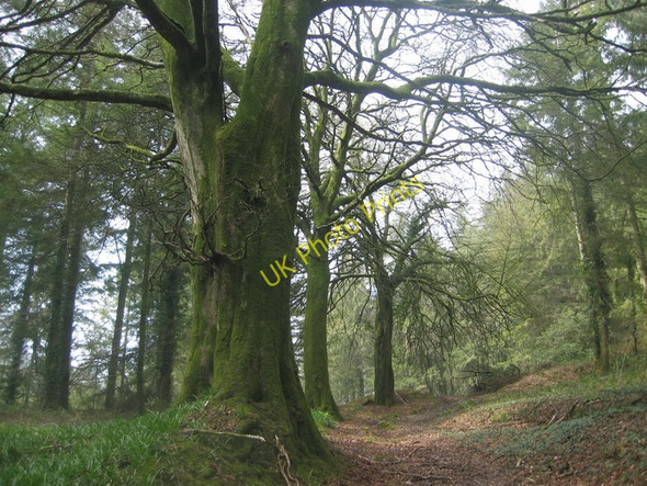 Photo 6"x4" Coed Ffawydd \/ Beech Trees Gellywen\/SN2723 c2007