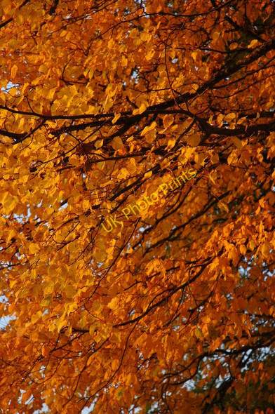 Photo 6"x4" Autumn leaves, Earl's Croome Holly Green\/SO8641 c2010