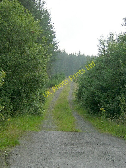 Photo 6"x4" Forest Track Near Bargrennan Glentrool Village c2006
