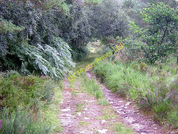 Photo 6"x4" Forest Track Near Kinlochewe Anancaun c2006