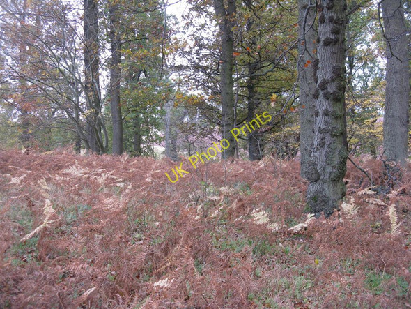 Photo 6"x4" Oak Corner Stenton\/NT6274 c2010