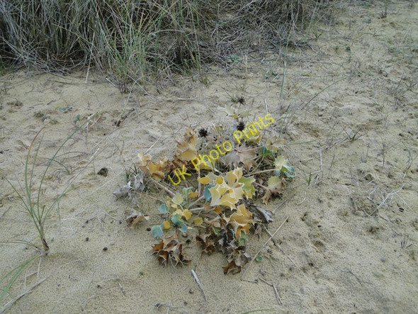 Photo 6"x4" Sea Holly on the beach at Kessingland Kessingland c2010