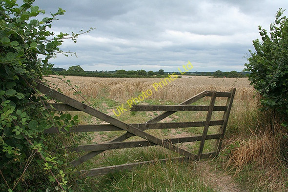 Photo 6"x4" Woolfardisworthy: by Tridley Foot Cross Black Dog c2006