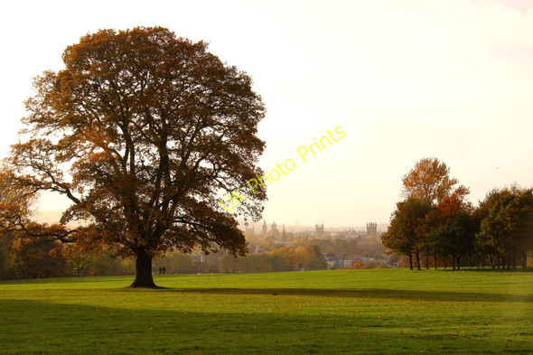 Photo 6"x4" A tree in South Park Oxford\/SP5106 c2010