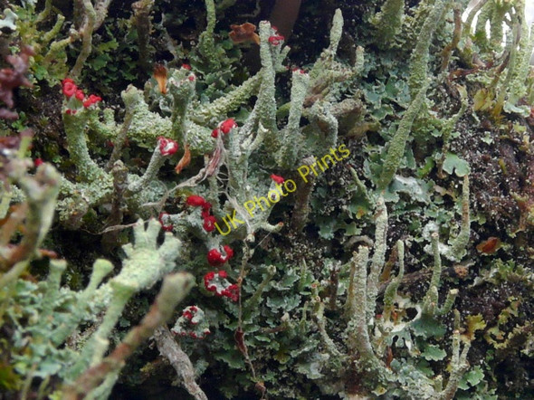 Photo 6"x4" Lichens and mosses Little Torboll c2010
