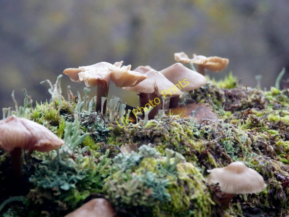 Photo 6"x4" Fungi and lichens on a log Little Torboll c2010