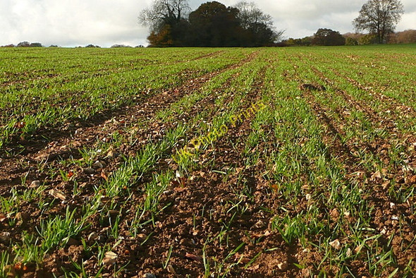 Photo 6"x4" Crowellhill Farm Crowell Hill c2010