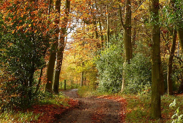 Photo 6"x4" In Kingston Wood Crowell Hill c2010