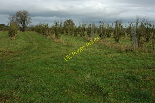 Photo 6"x4" An orchard, Nympsfield Cockadilly c2010