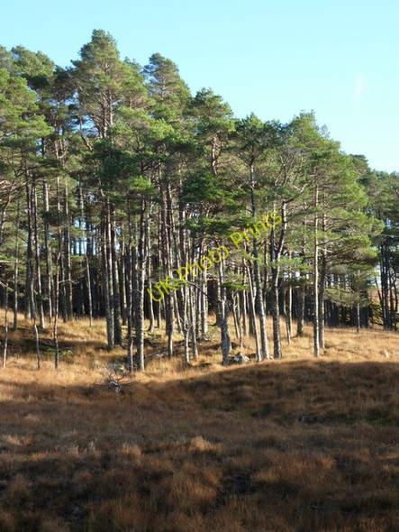 Photo 6"x4" Pine trees by Allt Langwell River Cassley\/NC4111 c2010
