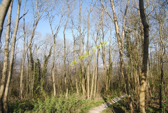 Photo 6"x4" Bridleway, Babylon Down Eastbourne\/TQ5900 c2010