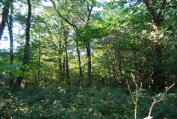 Photo 6"x4" Littleheath Wood Selsdon c2010