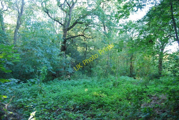 Photo 6"x4" Littleheath Wood Selsdon c2010