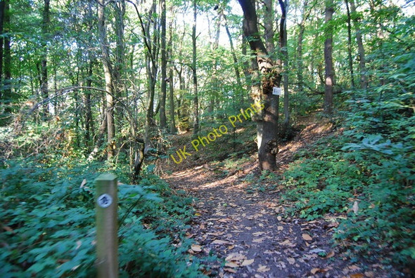 Photo 6"x4" Footpath in Littleheath Wood Selsdon c2010