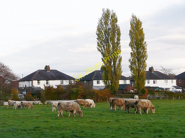 Photo 6"x4" Grazing cattle Carleton\/NY4252 c2010
