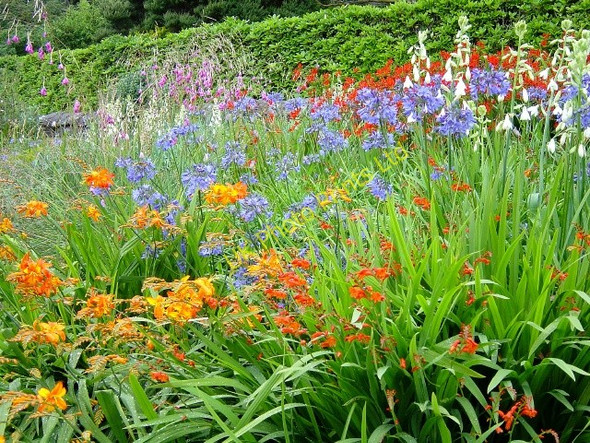 Photo 6"x4" Herbaceous border, Inverewe Gardens Londubh c2006