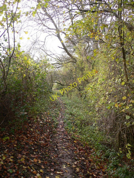 Photo 6"x4" Enclosed footpath heading for Booker Down South Harting c2010