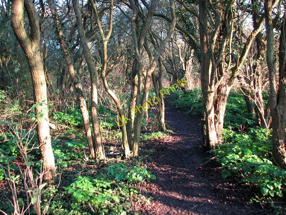 Photo 6"x4" Path through a hawthorn woodland, North Cliff, Kessingland Kessingland c2010