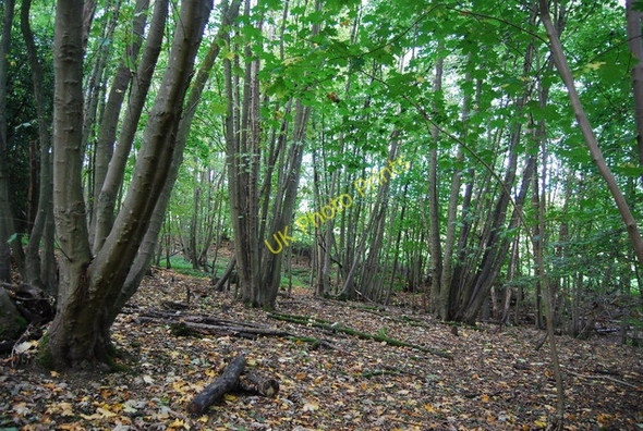 Photo 6"x4" Coppicing, Beech Wood Durgates c2010