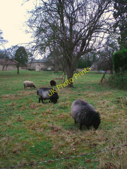Photo 6"x4" Village green at Leadenham, Lincolnshire, with sheep grazing Leadenham c2007