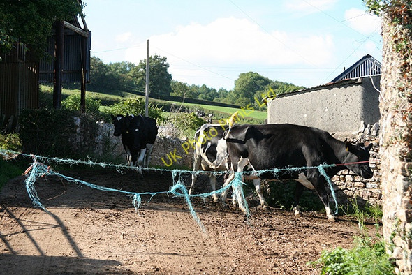 Photo 6"x4" Yarcombe: Broadley Farm Moorhayne c2006